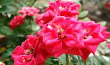 是一朵朵墨花让春天来