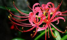 为自己开一次花