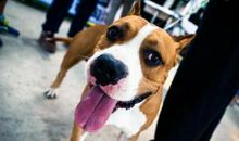 人类忠诚的朋友