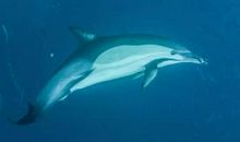 假如我是一只海豚