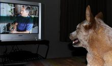 爱看电视的弟弟