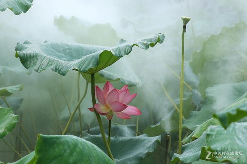 看莲花真好