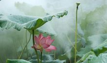 观荷花的感觉真好
