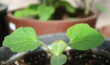 我们是一棵小苗