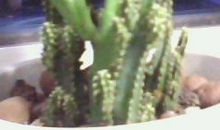 仙人掌观察日记