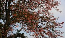 我爱美丽的木棉