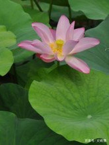 memory藏在记忆中的芬芳