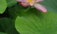 藏在记忆里的藕荷色芬芳