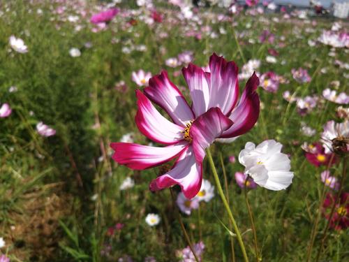 顽强的野花