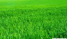 一片草地的变迁