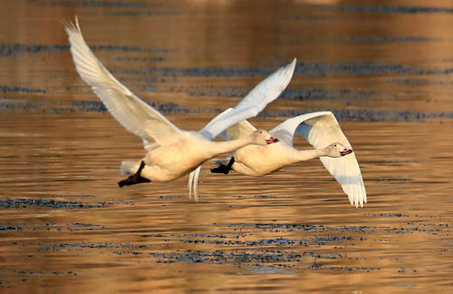 有时候我想自己唱歌