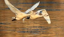 有时我也想为自己高歌一曲