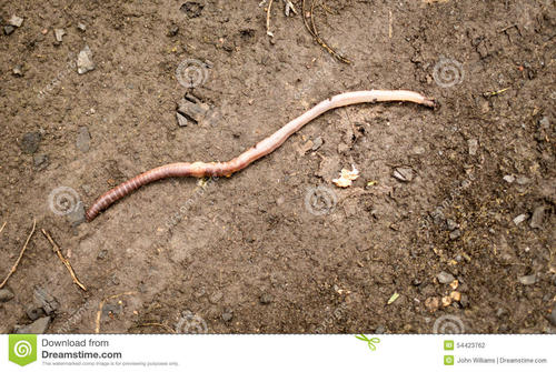 worm的生活