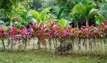 雨后清晨的漫步