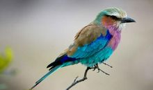 假如我变成一只神奇的鸟