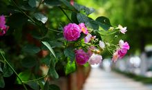 给我一带蔷薇花就好