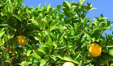 观察橘子树