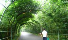 默默无闻的竹子