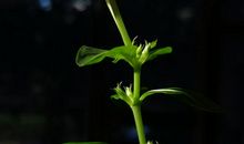 感受那束阳光的温情