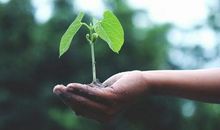 就这样，埋下一颗野草的种子