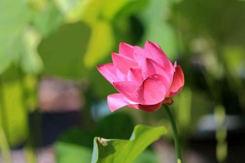 生活在甜蜜之前是痛苦的