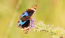 假如我是有魔力的蝴蝶