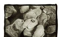 绽放生命的光华