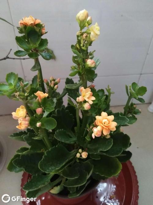 长寿花生长