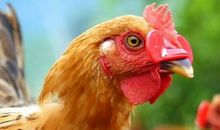 不会孵蛋的母鸡