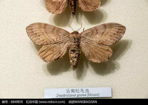 我是松毛虫