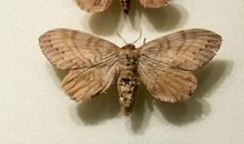 我是一只松毛虫