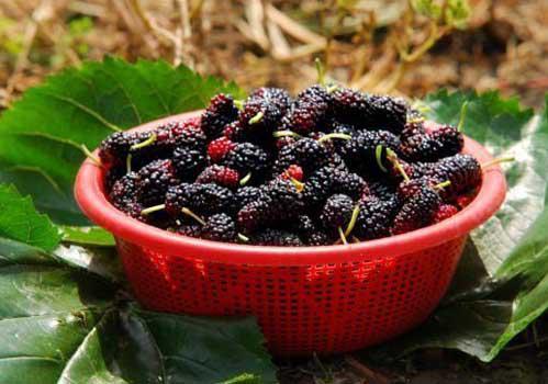 当我遇到桑berries