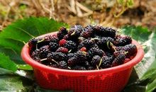 我与桑葚再见时