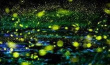 寻找萤火虫之旅