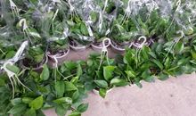 生命之花——绿萝