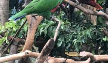 长隆飞鸟乐园一日游