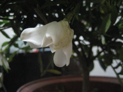 感受of子花的芬芳