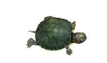 我有一只小乌龟