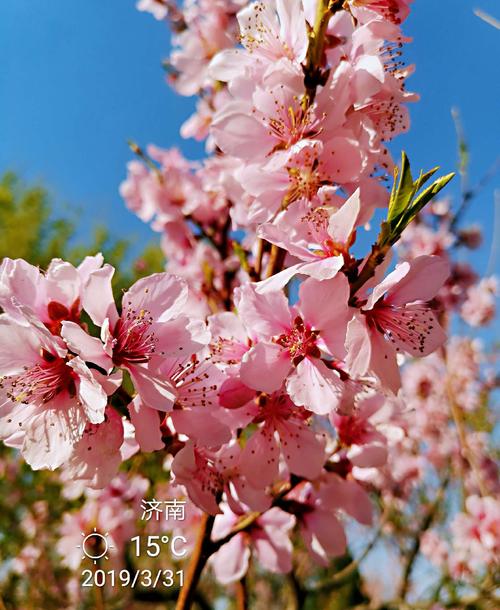 春天的日子