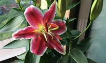 我的爱好——养花