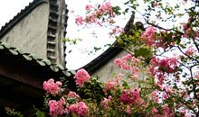 满架蔷薇一院香