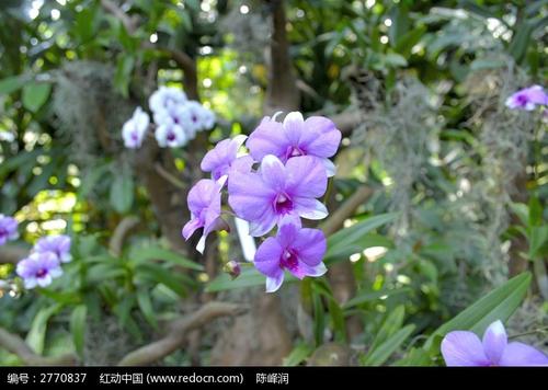 一朵小花