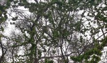 我是一棵榆钱树