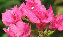 花不只在春天开