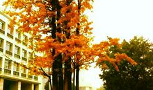 我爱校园的银杏