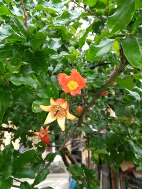 石榴花深埋在记忆中