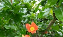 埋在记忆深处的石榴花