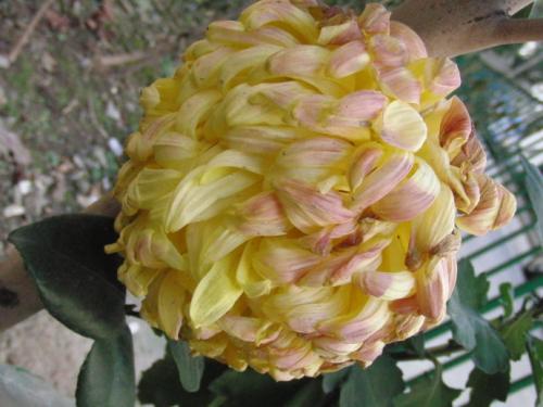 桂花