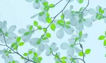 细品人生路上的桂花香