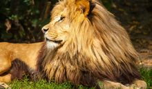 狮子国王